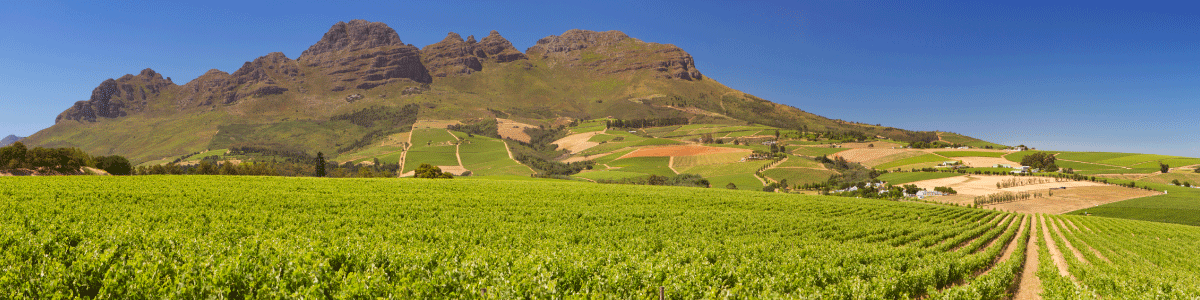 Winelands Chapter